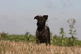 BOUVIER DES ARDENNES 179